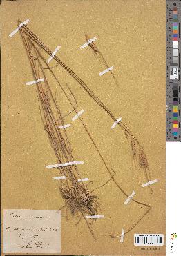 spécimen de Triticum monococcum