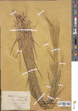 spécimen de Triticum monococcum