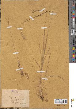 spécimen de Triticum monococcum