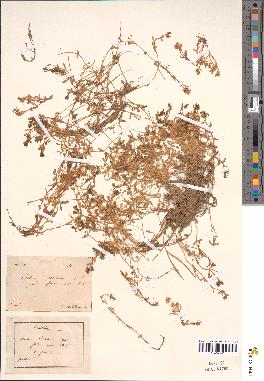 spécimen de Montia rivularis