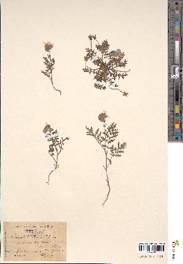 spécimen de Phacelia tanacetifolia