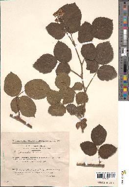 spécimen de Rubus podophylloides