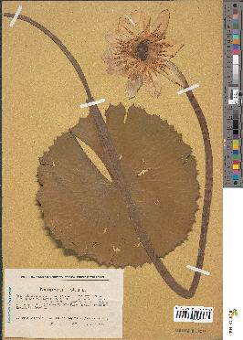 spécimen de Nymphaea thermalis