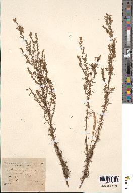 spécimen de Artemisia glutinosa