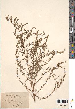 spécimen de Artemisia glutinosa