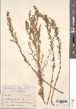 spécimen de Artemisia variabilis