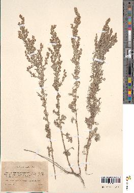 spécimen de Artemisia maritima