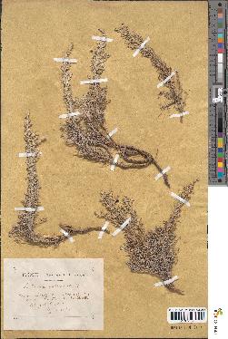 spécimen de Artemisia gallica