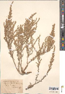 spécimen de Artemisia gallica