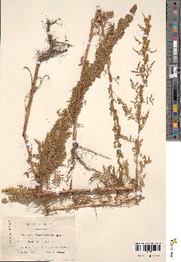 spécimen de Artemisia sp.