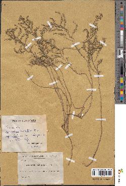 spécimen de Artemisia aragonensis