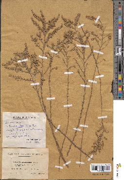 spécimen de Artemisia aragonensis