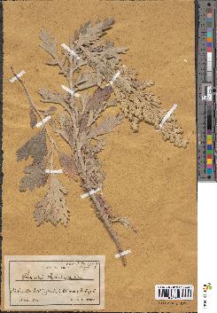 spécimen de Artemisia stelleriana