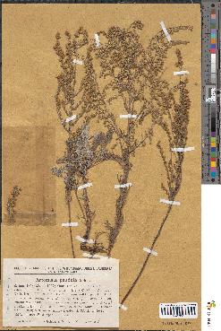spécimen de Artemisia pendula