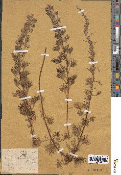 spécimen de Artemisia abrotanum