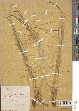 spécimen de Stipa pennata