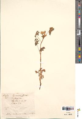 spécimen de Lupinus albus