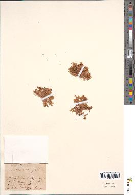 spécimen de Montia fontana