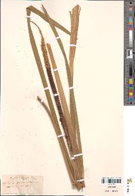spécimen de Typha latifolia