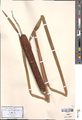 spécimen de Typha latifolia