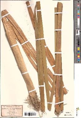 spécimen de Typha latifolia