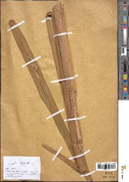 spécimen de Typha latifolia