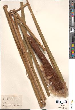 spécimen de Typha latifolia