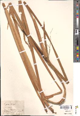 spécimen de Typha latifolia