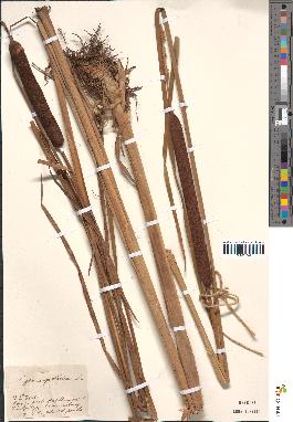 spécimen de Typha angustifolia