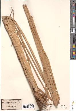 spécimen de Typha angustifolia