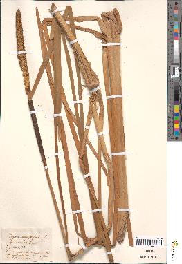 spécimen de Typha angustifolia