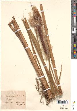 spécimen de Typha angustifolia