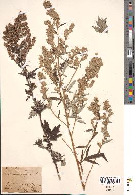 spécimen de Artemisia vulgaris