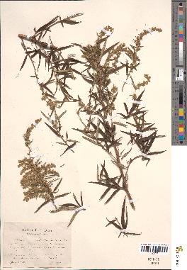 spécimen de Artemisia verlotiorum