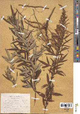 spécimen de Artemisia verlotiorum