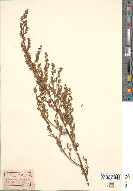 spécimen de Artemisia campestris