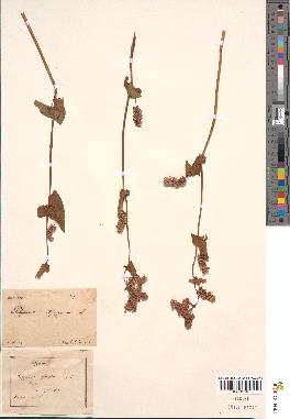 spécimen de Polygonum fagopyrum