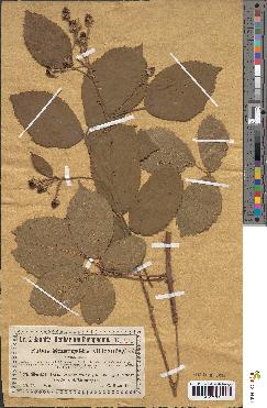 spécimen de Rubus villicaulis