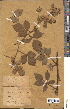 spécimen de Rubus lindleyanus