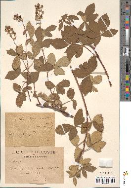 spécimen de Rubus tomentosus