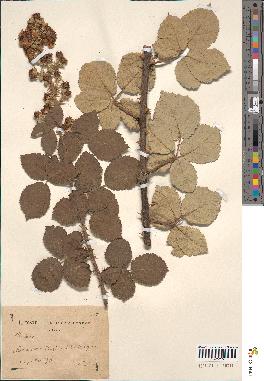 spécimen de Rubus tomentosa x ulmifolius