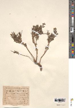 spécimen de Teucrium brevifolium