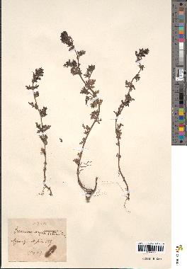 spécimen de Teucrium campanulatum