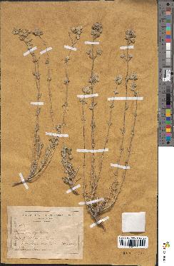 spécimen de Teucrium capitatum