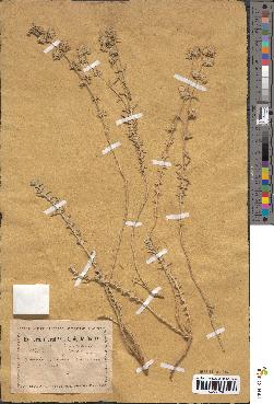 spécimen de Teucrium capitatum