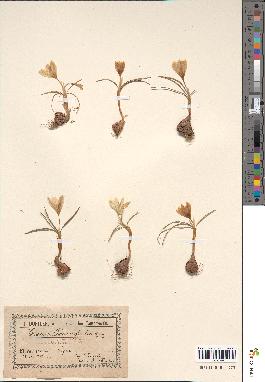 spécimen de Crocus tournefortii