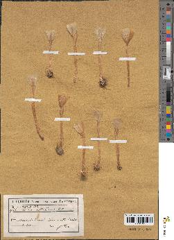 spécimen de Crocus albiflorus