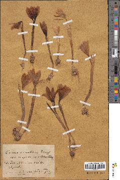 spécimen de Crocus heuffelianus