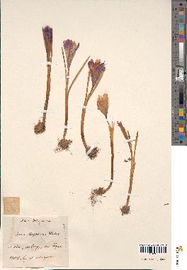 spécimen de Crocus heuffelianus