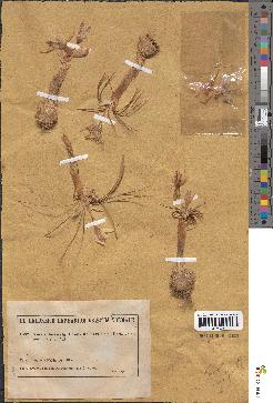 spécimen de Crocus cartwrightianus